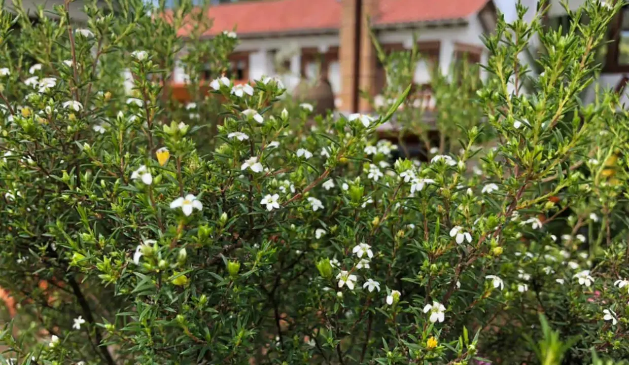 casa-de-las-flores-villa-de-leyva-fincas-de-la-villa-1